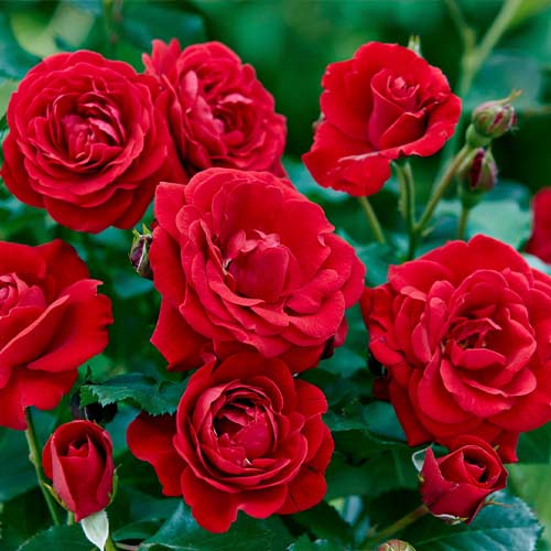 1 saz, Růže floribunda Bordo - : Monžstvo balíkov: 1 saz