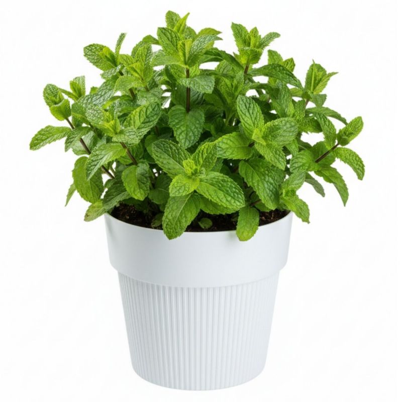 Donica plastikowa SILVA LINE HowHomely biała okrągła do domu 16 cm 1 szt.