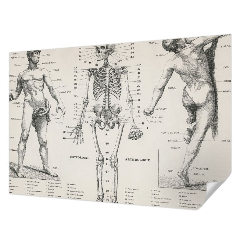 Fototapeta samoprzylepna Tulup 152x104 cm Klasyczna anatomia Tapeta Do Biura, Przedpokoju, Salonu 1 szt.