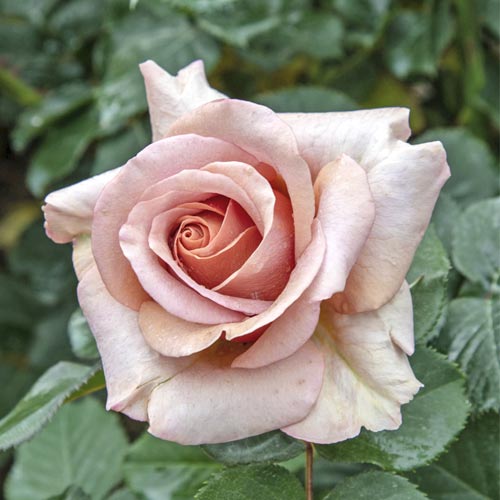 1 szt, Róża wielkokwiatowa Mokarosa , C5 - Sadzonki: Ilość w opakowaniu: 1 sadz