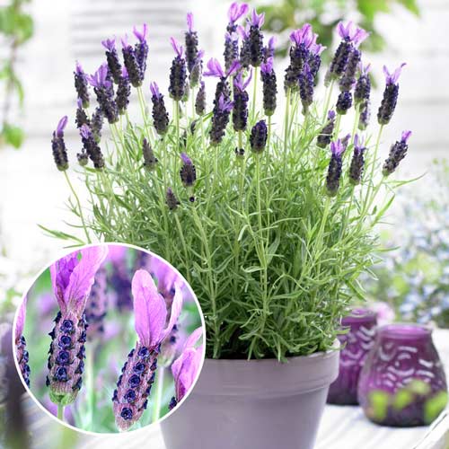 1 szt, Lawenda Victory - Sadzonki: Ilość w opakowaniu: 1 sadz