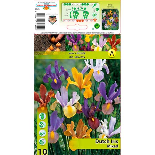 Irys holenderski (Kosaciec), mix kolorów - Cebule: Ilość w opakowaniu: 10 szt.
