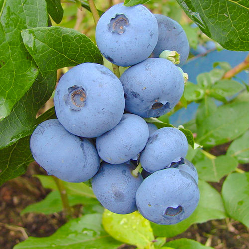 1 buc, Afin Bonus - Răsaduri: Mod de ambalare: 1 buc