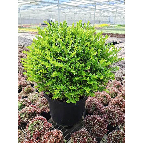 1 buc, Caprifoi târâtor Green Breeze - Răsaduri: Mod de ambalare: 1 buc