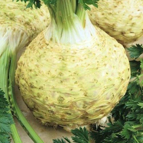 1 pac, Țelină Prager Reuzen - Semințe: Mod de ambalare: 1 g