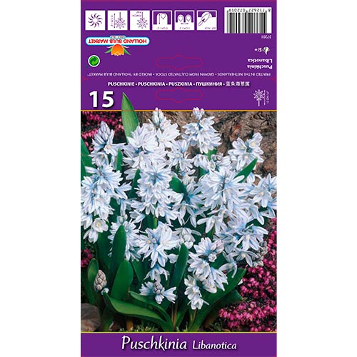 15 buc, Ghiocei rusești (Puschkinia) Libanotica - Bulbi: Mod de ambalare: 15 buc
