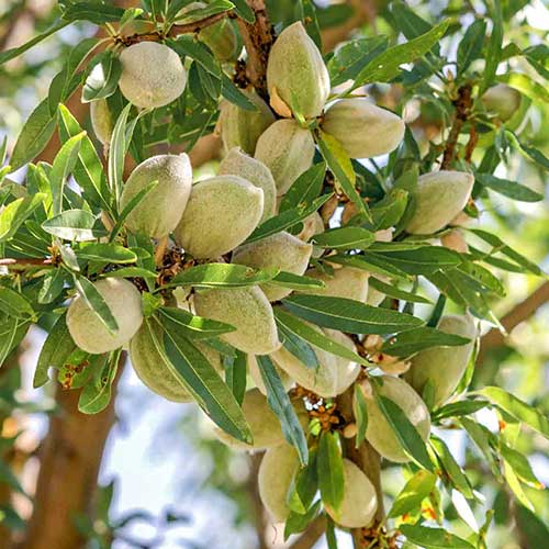 1 buc, Migdal Vailfas - Puieți: Mod de ambalare: 1 buc