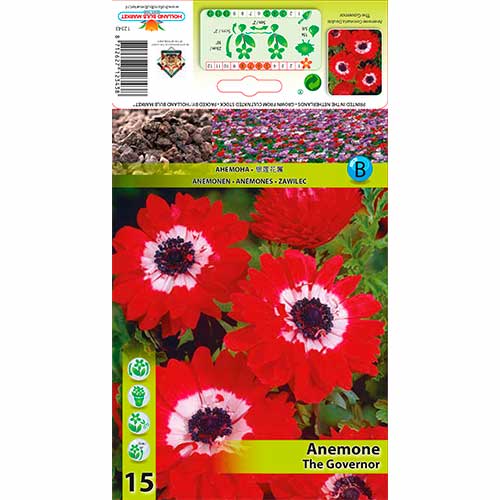 15 buc, Anemone Double The Governor - Bulbi: Mod de ambalare: 15 buc