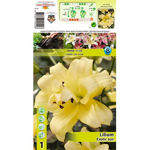 1 cib, Lilie Exotic Sun - : Monžstvo balíkov: 1 cib