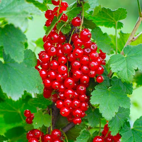 1 saz, Rybíz červený Rondom - : Monžstvo balíkov: 1 saz