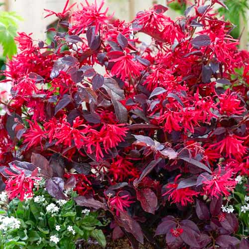 1 szt, Loropetalum Fire Dance - Setzlinge: Ilość w opakowaniu: 1 szt