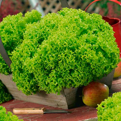 1 szt, Salat Lollobrigida - Samen: Ilość w opakowaniu: 1 Stück