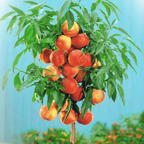 Pêssego colunar Aida - Plântulas: Ilość w opakowaniu: 1 plant