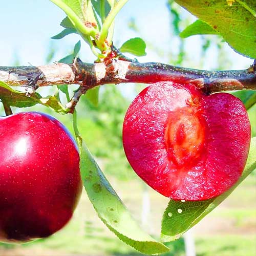 Ciruela Red Lure, С2 - Plántulas: Ilość w opakowaniu: 1 plantas