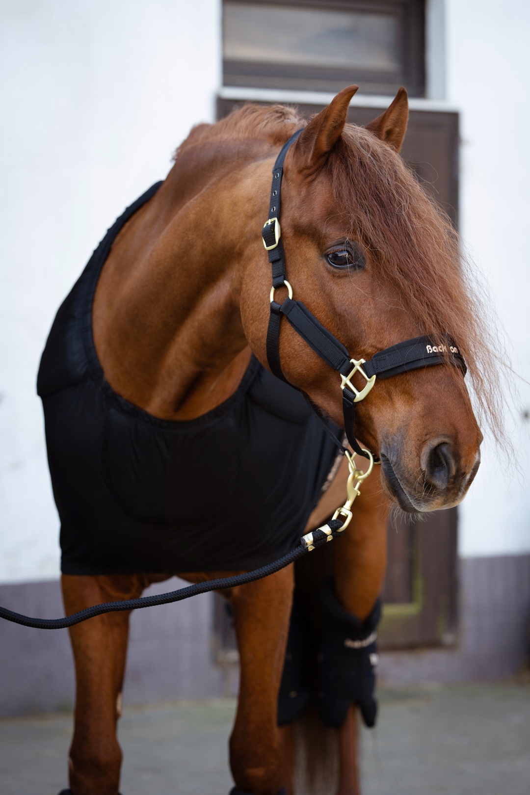 Back on Track kantar Werano 24h