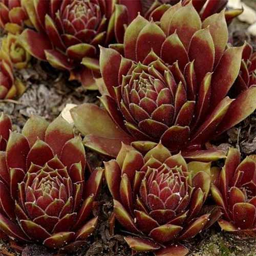 1 sadz, Rojnik (Sempervivum) Rubicundum - Sadzonki: Ilość w opakowaniu: 1 sadz