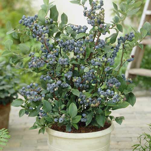 1 sadz, Borówka amerykańska Northland, С7 - Sadzonki: Ilość w opakowaniu: 1 sadz