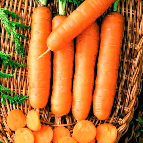 1 szt, Marchew Nantejska - Nasiona: Ilość w opakowaniu: 2 g