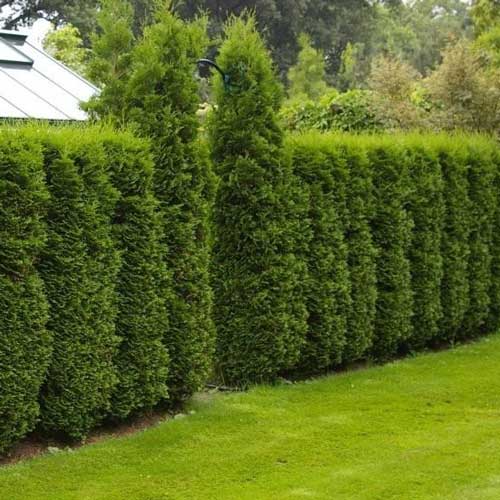 Żywotnik zachodni (Thuja) Columna - Sadzonki: Ilość w opakowaniu: 1 sadz - GradinaMax