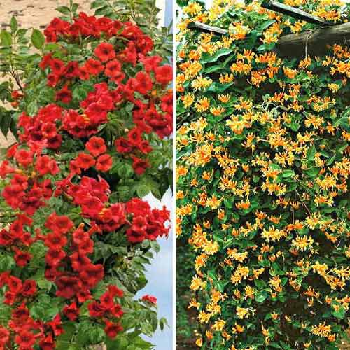 Super ofertă! Liane ornamentale, set de 2 soiuri - : Mod de ambalare: 2 buc