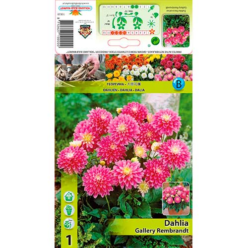 1 buc, Dalie Gallery Rembrandt - Bulbi: Mod de ambalare: 1 buc