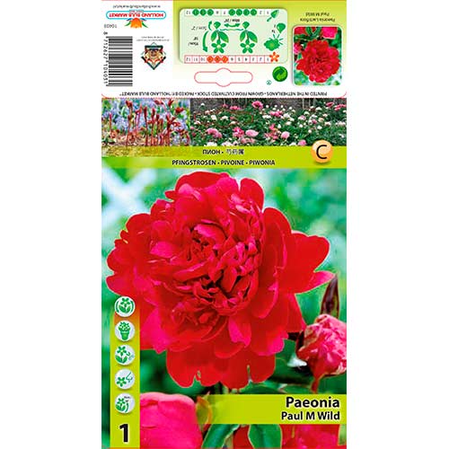 1 kus, Pivoňka Paul m Wild - : Monžstvo balíkov: 1 kus
