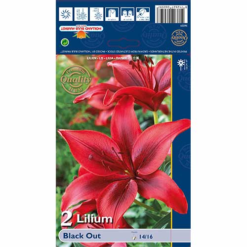 2 db, Liliom Black Out - Hagymák: Mod de ambalare: 2 db