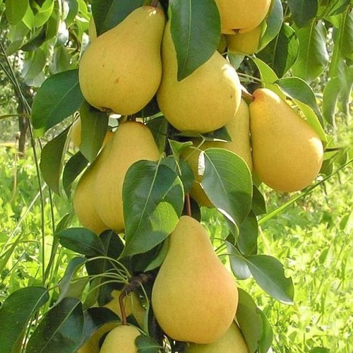 Peral Decora - Plántulas: Ilość w opakowaniu: 1 plant