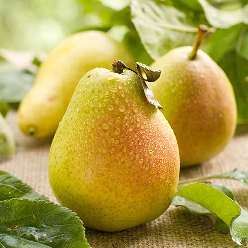 Grusza Williams - Sadzonki: Ilość w opakowaniu: 1 sadz - GradinaMax