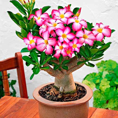 1 Stück, Wüstenrose (Adenium Obesum) - Stauden: Ilość w opakowaniu: 1 Stück