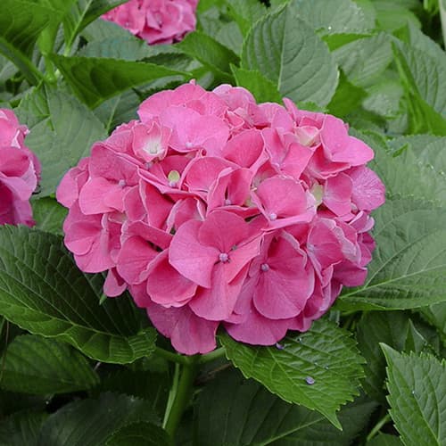 Hortensia de jardín Pia, C2 - Plántulas: Ilość w opakowaniu: 1 plant
