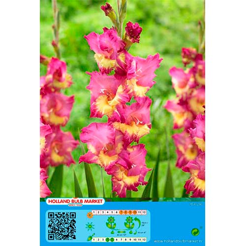 5 buc, Gladiole Far West - Bulbi: Mod de ambalare: 5 buc