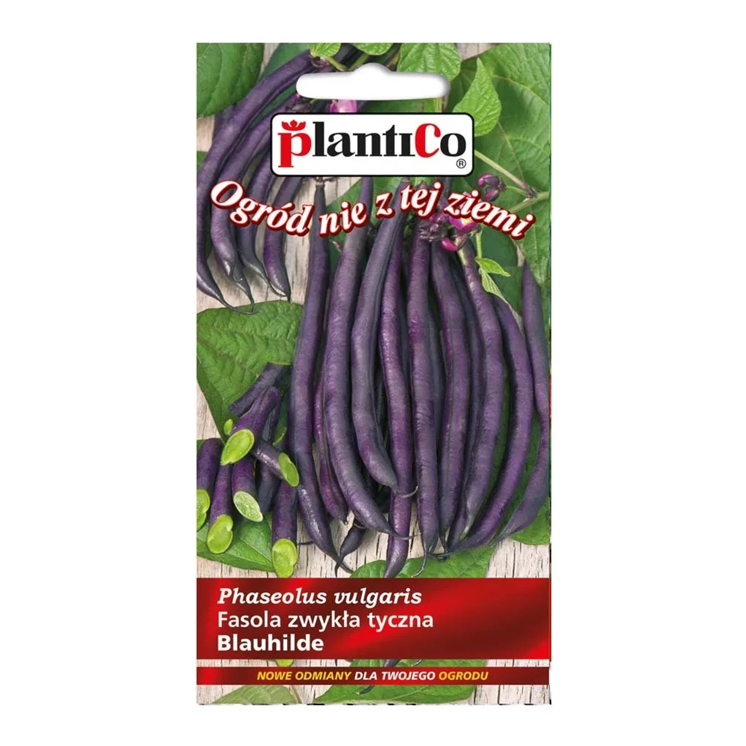 Fasola zwyczajna tyczna fioletowa Blauh.