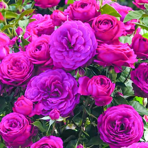 1 saz, Růže floribunda Dark Pink - : Monžstvo balíkov: 1 saz