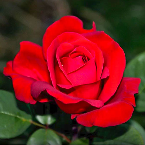 Rosa de flor grande Fulgurante, root ball - Plántulas: Ilość w opakowaniu: 1 plantas