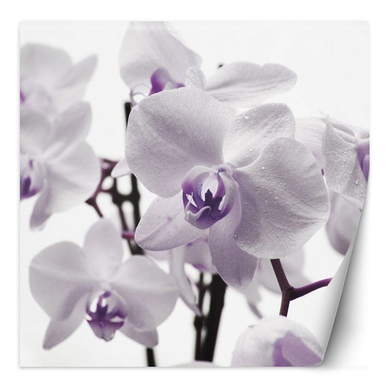 Fototapeta Feeby Fioletowa orchidea z rosą na płatkach 100x100 1 szt