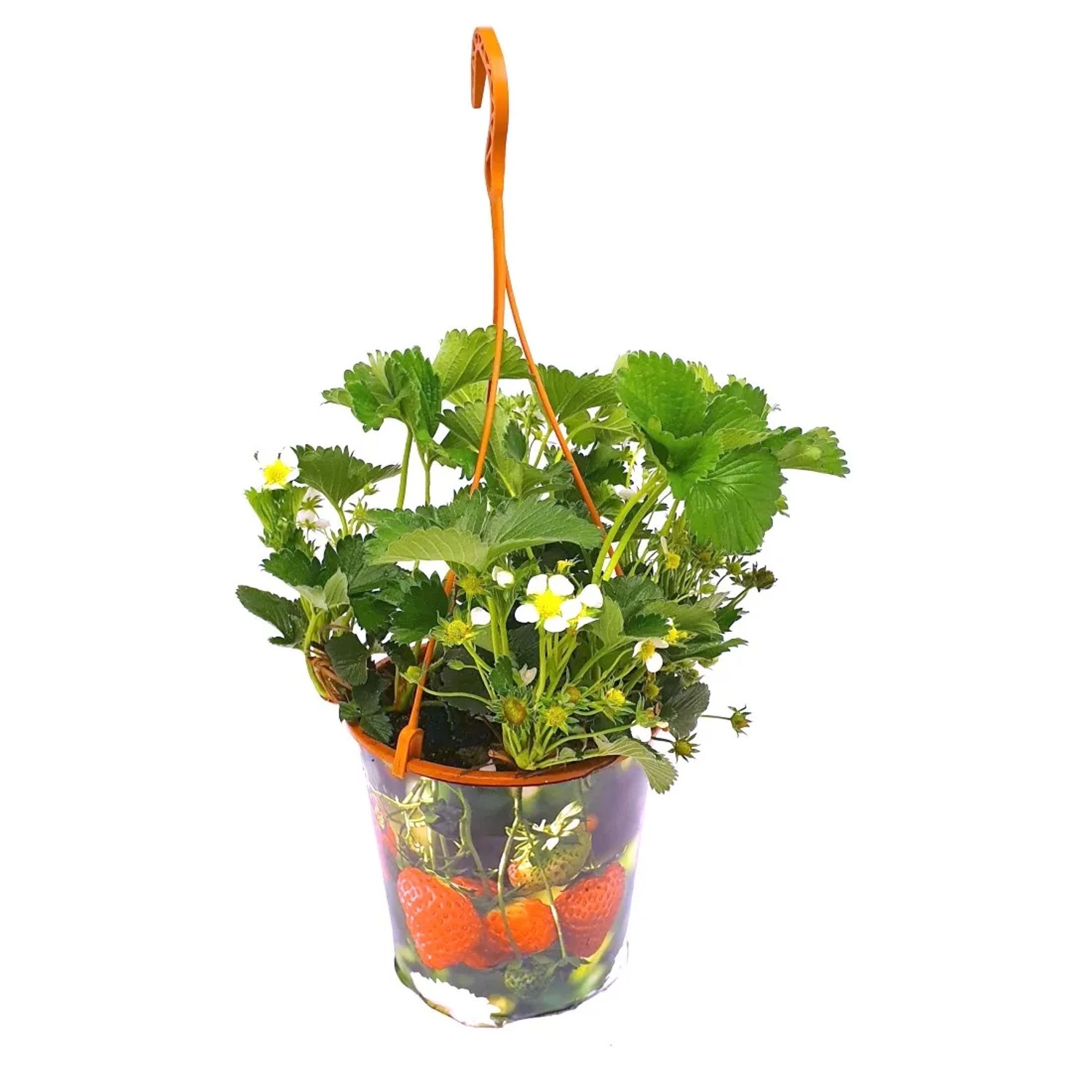 Truskawka wisząca wys. 30 cm don. 21 cm