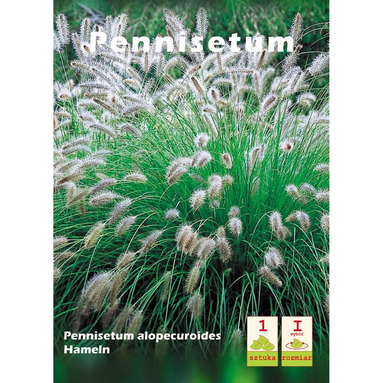 Pennisetum Hameln 1szt