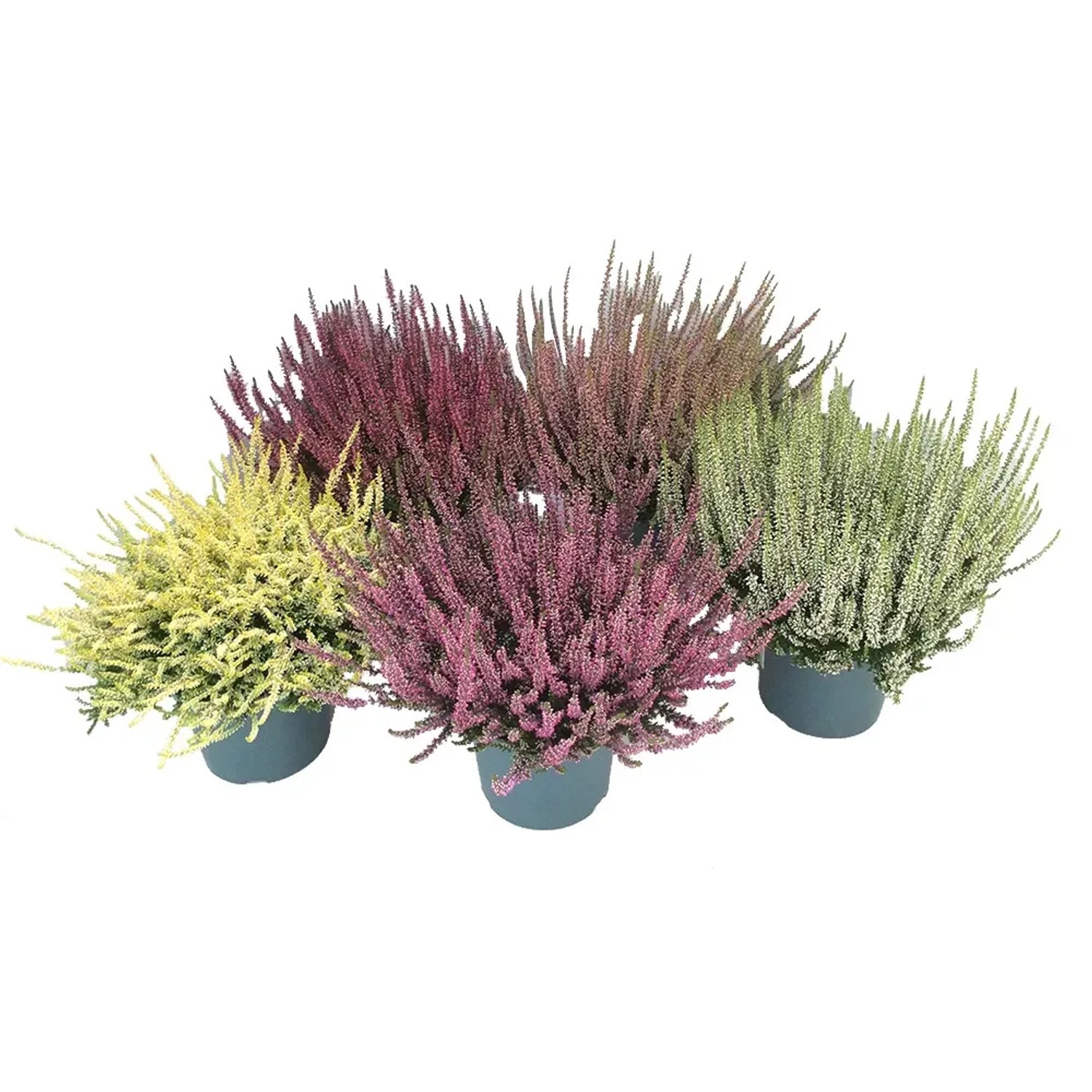 Wrzos (Calluna Garden Girls) don. 17 cm