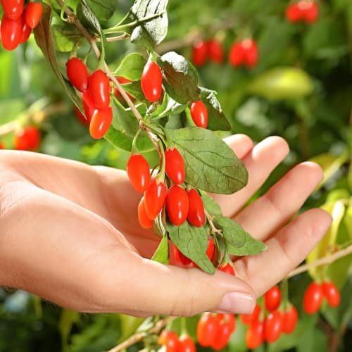 1 buc, Goji Big Korean Big, P9 - Răsaduri: Mod de ambalare: 1 buc