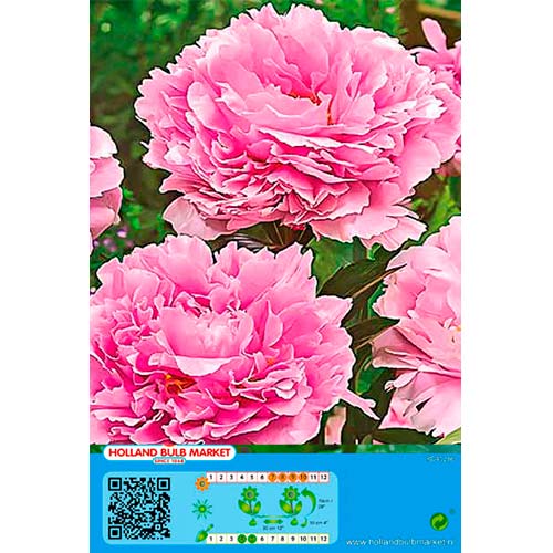 1 buc, Bujor Pink - Bulbi: Mod de ambalare: 1 buc