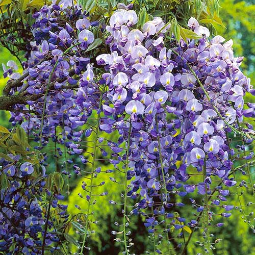 1 Pflanze(n), Blauregen Longwood Purple, С2 - Setzlinge: Ilość w opakowaniu: 1 Pflanze(n)
