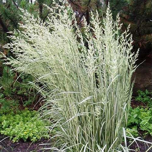 1 sadz, Trzcinnik ostrokwiatowy (Calamagrostis) Overdam - Sadzonki: Ilość w opakowaniu: 1 sadz