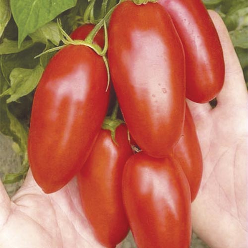 1 szt, Pomidor gruntowy wysoki San Marzano - Nasiona: Ilość w opakowaniu: 0,5 g