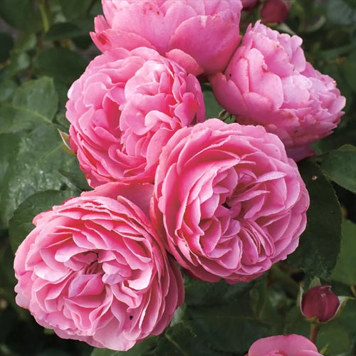 Rosa floribunda Leonardo da Vinci , C3 - Plántulas: Ilość w opakowaniu: 1 plantas