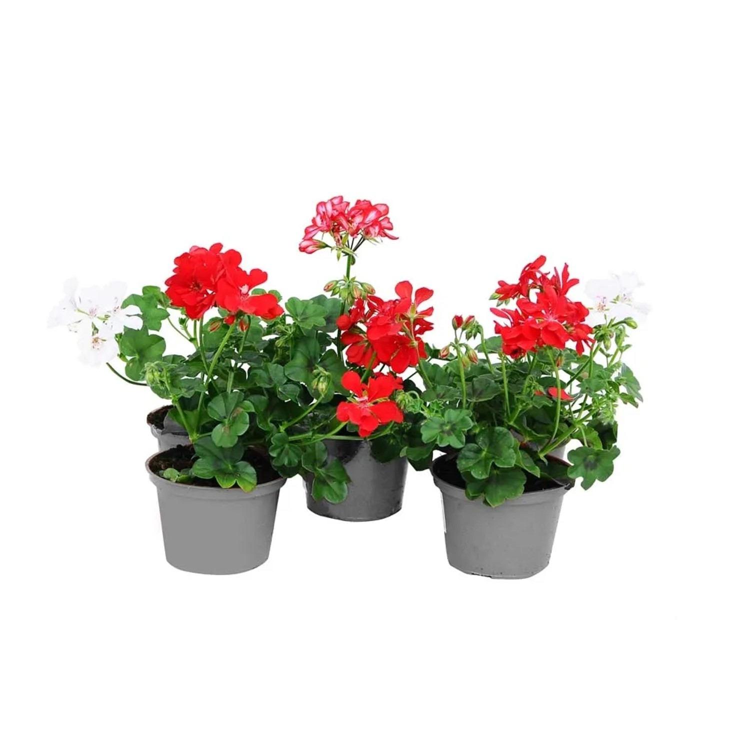 Pelargonia peltatum wczesna - don. 12 cm