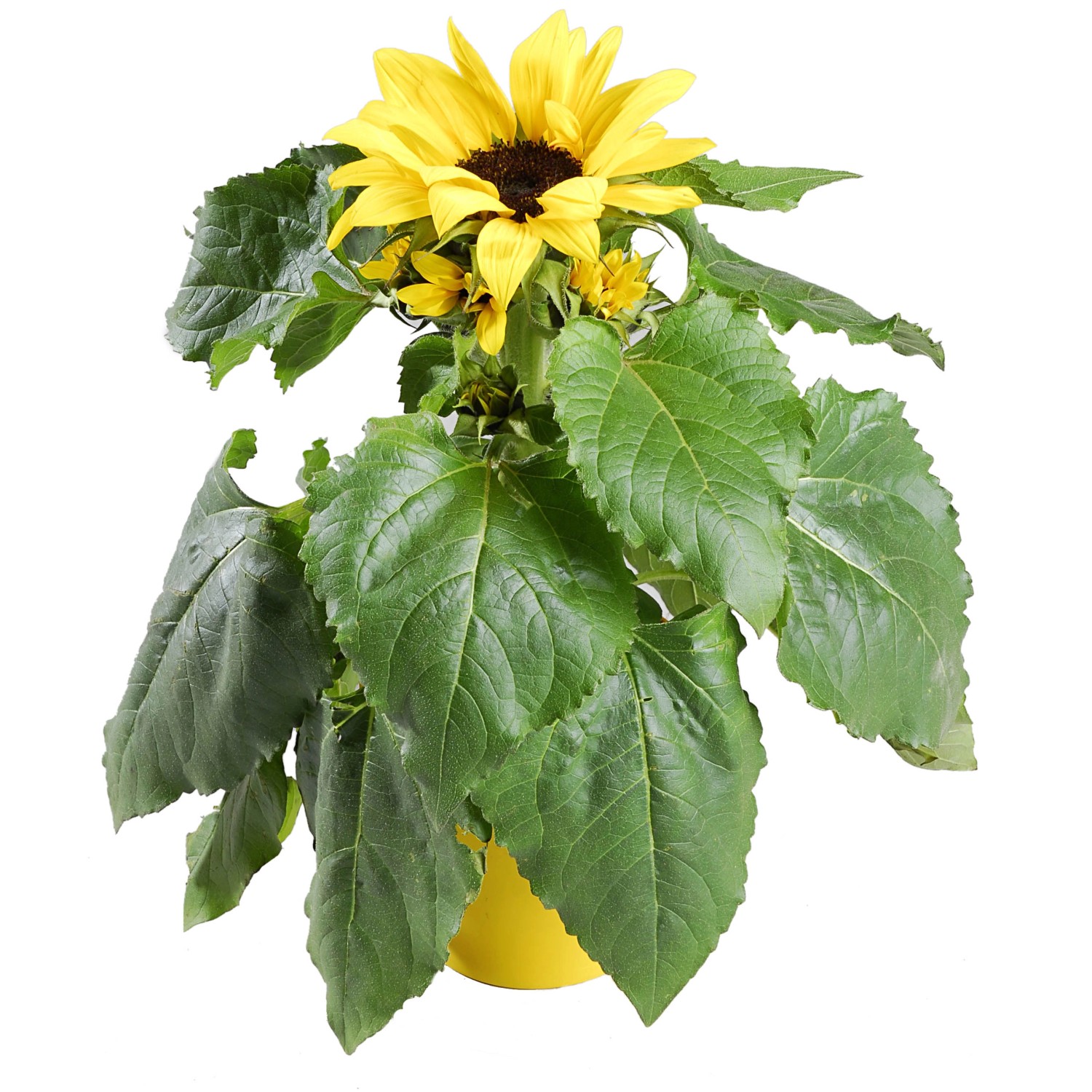 Słonecznik Sunsation (Helianthus sp.) don. 12 cm