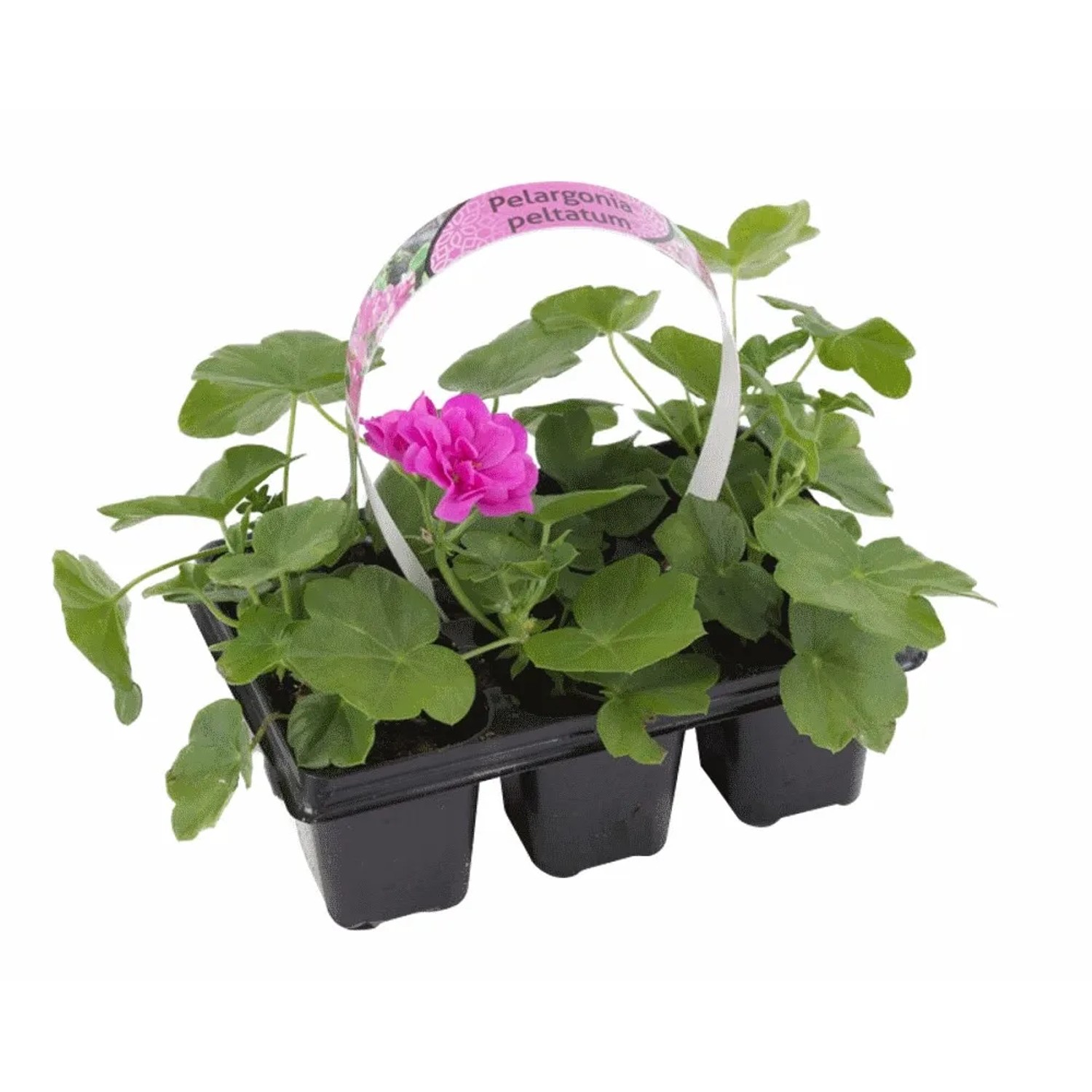 Pelargonia rabatowa w odmianach (Pelargonium zonale) 6-pak