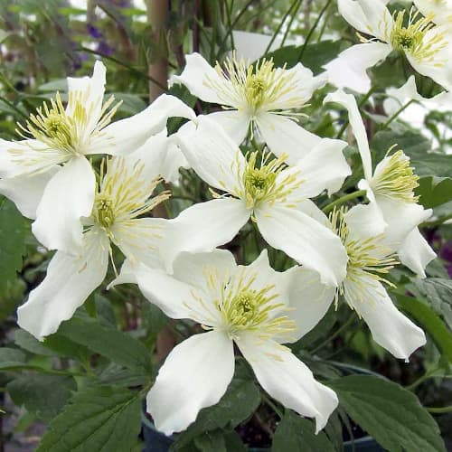 1 Pflanze(n), Clematis Montana Wilsonii - Setzlinge: Ilość w opakowaniu: 1 Pflanze(n)