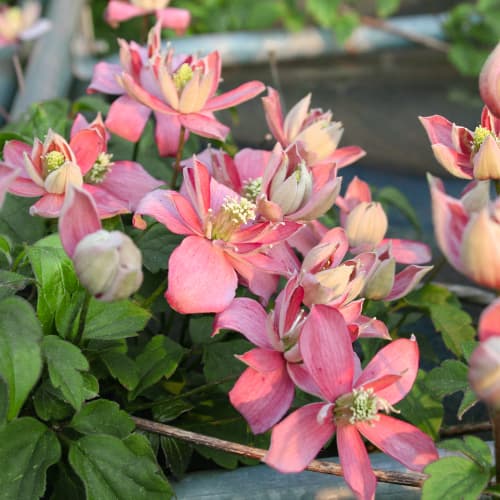 1 Pflanze(n), Clematis Marjorie, P9 - Setzlinge: Ilość w opakowaniu: 1 Pflanze(n)